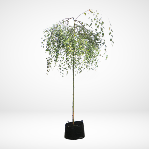 Vårtbjörk “Youngii” 150-200 cm