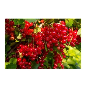 Vinbär Holländska 60-80 cm