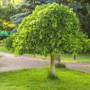 Vitt mullbär ‘Pendula’ 180-200 cm 6-8