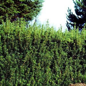 Hybridbarlind ‘Hillii’ (Hybrididegran) 30-40 cm 3L Kruka