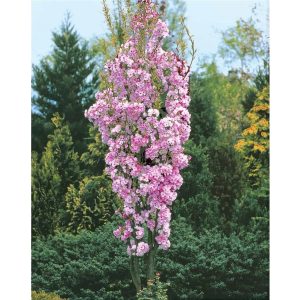 Pelarkörsbär Prunus ‘Amanogawa’ 400-500 cm 16-18
