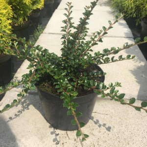 Lingonoxbär ‘Cotoneaster Horizontalis’ 20-30 cm