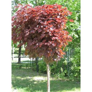 Acer platanoides ‘Crimson Sentry’ 140-160 cm 10-12