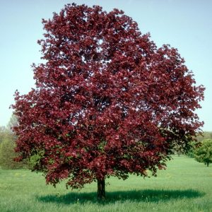Acer platanoides ‘Royal Red’ 450-550+ cm, 12-14 cm stamomfång