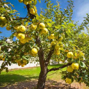 Äppleträd ‘Antonovka’ 140-160 cm – Kruka 5,5 L