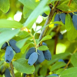 Blåbärstry A-kval cm