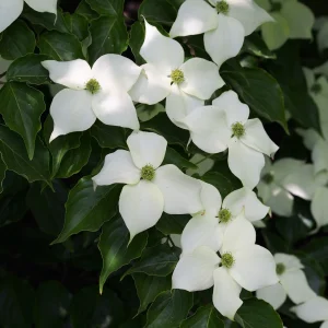 Koreansk blomsterkornell – Cornus Kousa ‘Milky Way’ 50-60 cm