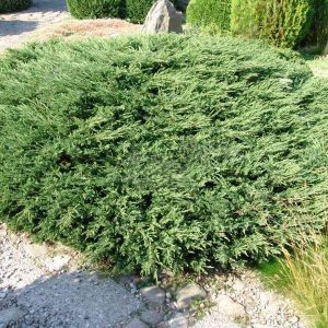 Juniperus communis ‘Repanda’ 30-40 cm