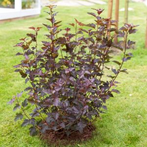 Smällspirea ‘Diabolo’ 22 cm