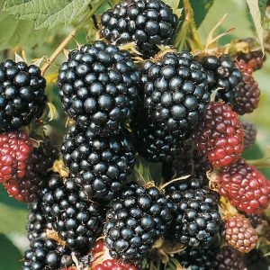 Flikbjörnbär 60-80 cm