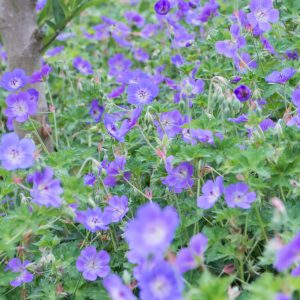 Geranium x hybridum ‘Rozanne’ 11 cm