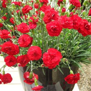 Nejlika ‘Dianthus’ 10-15 cm