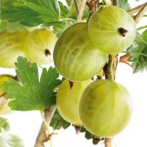 Gula Krusbär Stam 80-100 cm