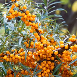 Havtorn ‘Romeo Hanplanta’ 3-5 m