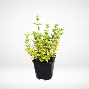 Klätterbenved ‘Emerald ‘n’ Gold’ 15 cm