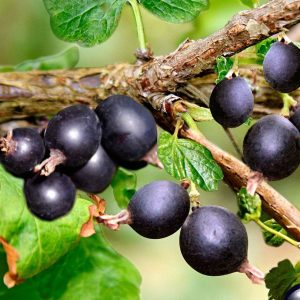 Svarta Krusbär ‘Josta’ 60-80 cm