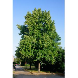 Parklind ‘Pallida’ 400-450+ cm, 8-12 stamomfång