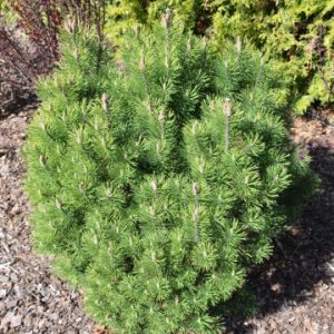 Pinus mugo var. pumilio 50-60 cm