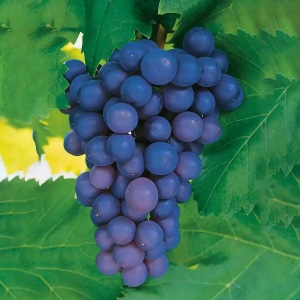 Blå Druva ‘Frankenthaler’ 60-80 cm