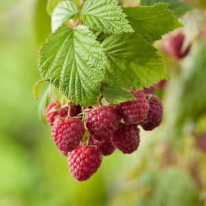 Mörkrött Hösthallon ‘Ariadne’ 40-60 cm