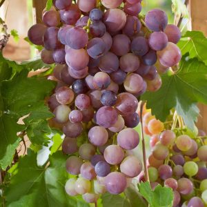 Druva ‘Blå Burgunder’ 60-80 cm