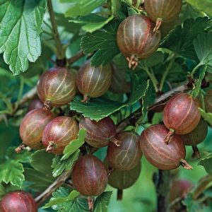 Röda Krusbär 50-60 cm