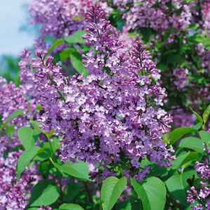 Vanlig Syrén – Syringa Vulgaris 130-150cm+ | 10-pack XXL