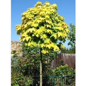 Acer platanoides ‘Golden Globe’ 225 cm 10-12