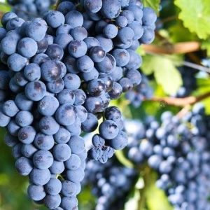 Blå Druva ‘Boskoop Glory’ 60-80 cm