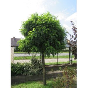 Klotrobinia 300 cm 10-12