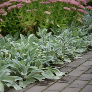 Lammöron ‘Silver Carpet’ 11 cm