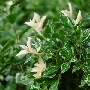 Klätterbenved ‘Harlequin’ 25-30 cm