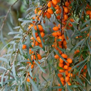 Havtorn ‘Havtorn Lotta E Honplanta’ 3-5 m