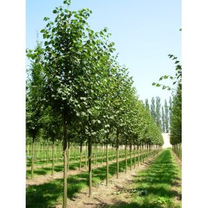 Skogslind ‘Greenspire’ 400-550 cm 12-14