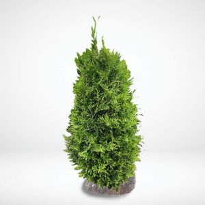 Thuja Brabant 160-180 cm Rotklump “EXKLUSIV”